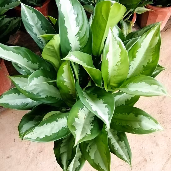 Листва горячей продажи Aglaonema Was Queen